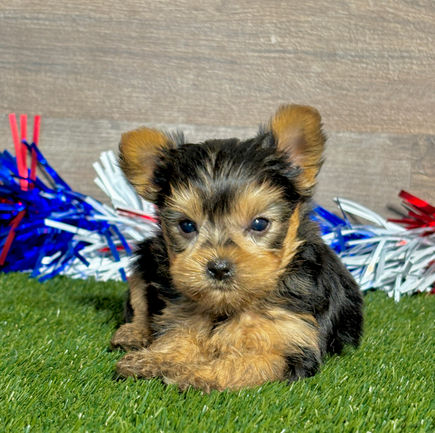 Yorkie puppy for sale Ren