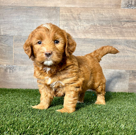 Golden Doodle puppy fro sale Gigi