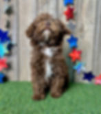 Poodle puppy for sale Jayla