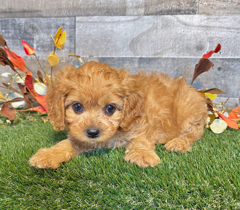 Cavapoo puppy for sale Della