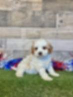 Cavapoo puppy for sale Demi