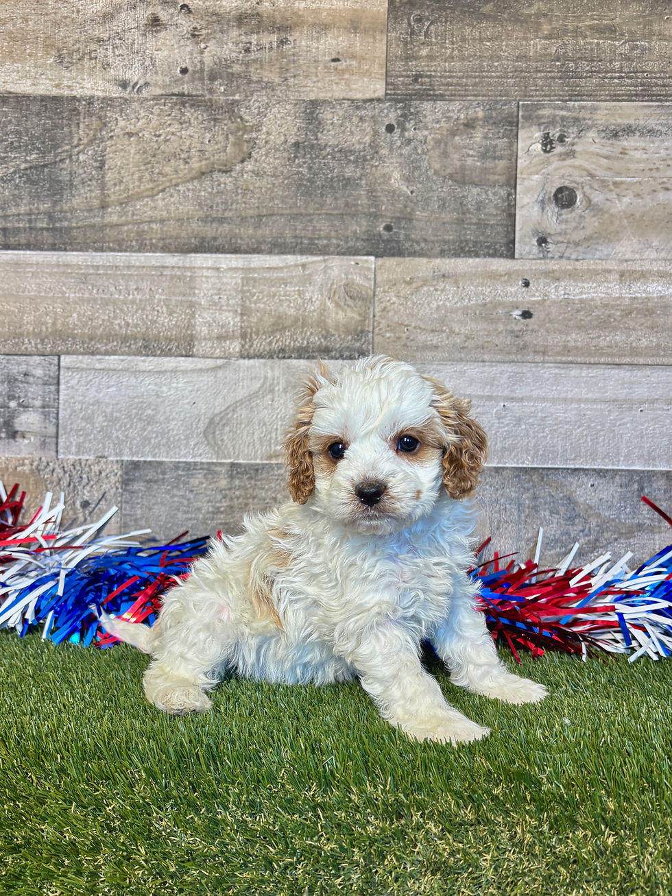 Cavapoo puppy for sale Demi