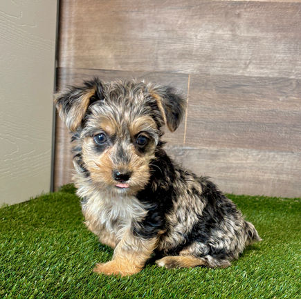 Yorkiepoo puppy for sale Vienna