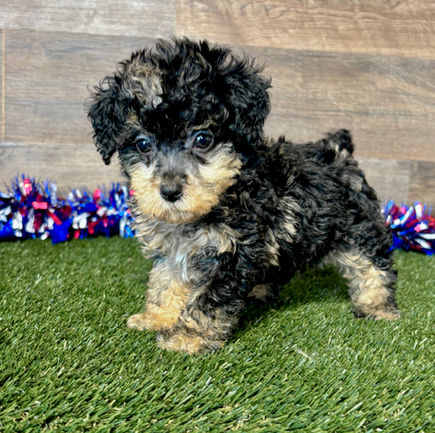 Toy Poodle puppy for sale Polly