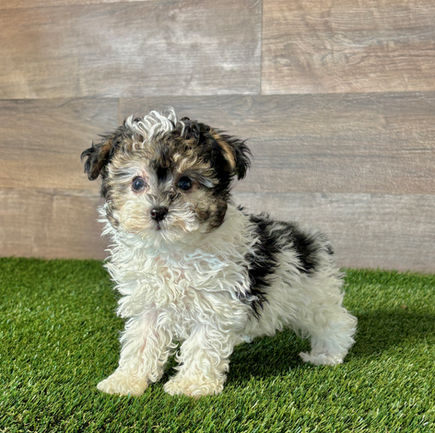 Toy Poodle puppy for sale Posie