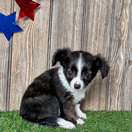 Chihuahua puppy for sale Kara