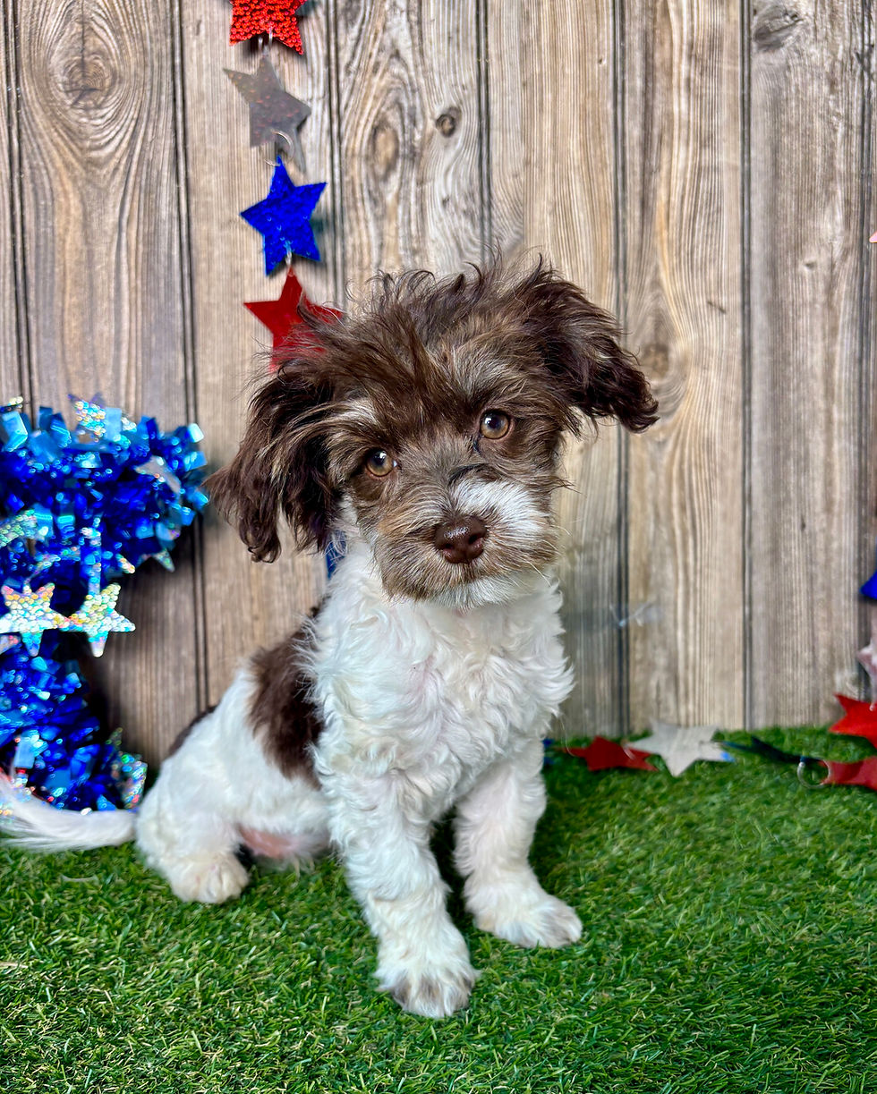 Havanese puppy for sale Faye