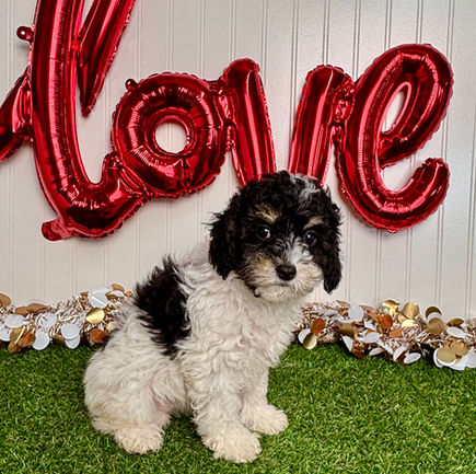 Cavapoo puppy for sale Klaire