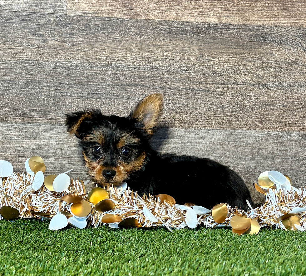 Yorkie puppy for sale Ulrich