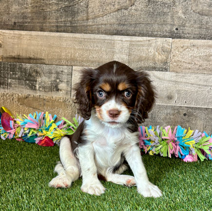 Cavalier puppy for sale Autumn
