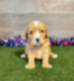 Golden Cavalier puppy for sale Geno