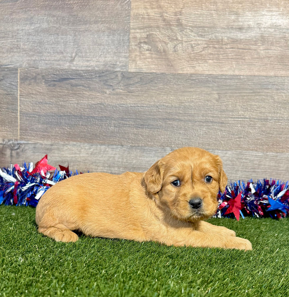Golden Cavalier puppy for sale Gladys