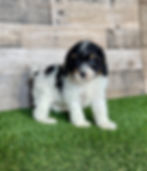 Cavapoo puppy for sale Klaire