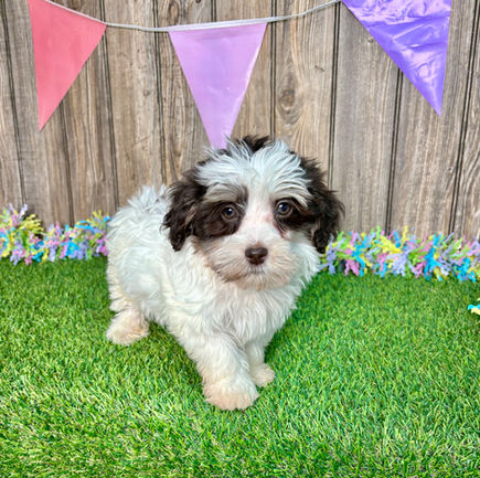 Poovanese puppy for sale Edgar