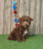 Poodle puppy for sale Jayla