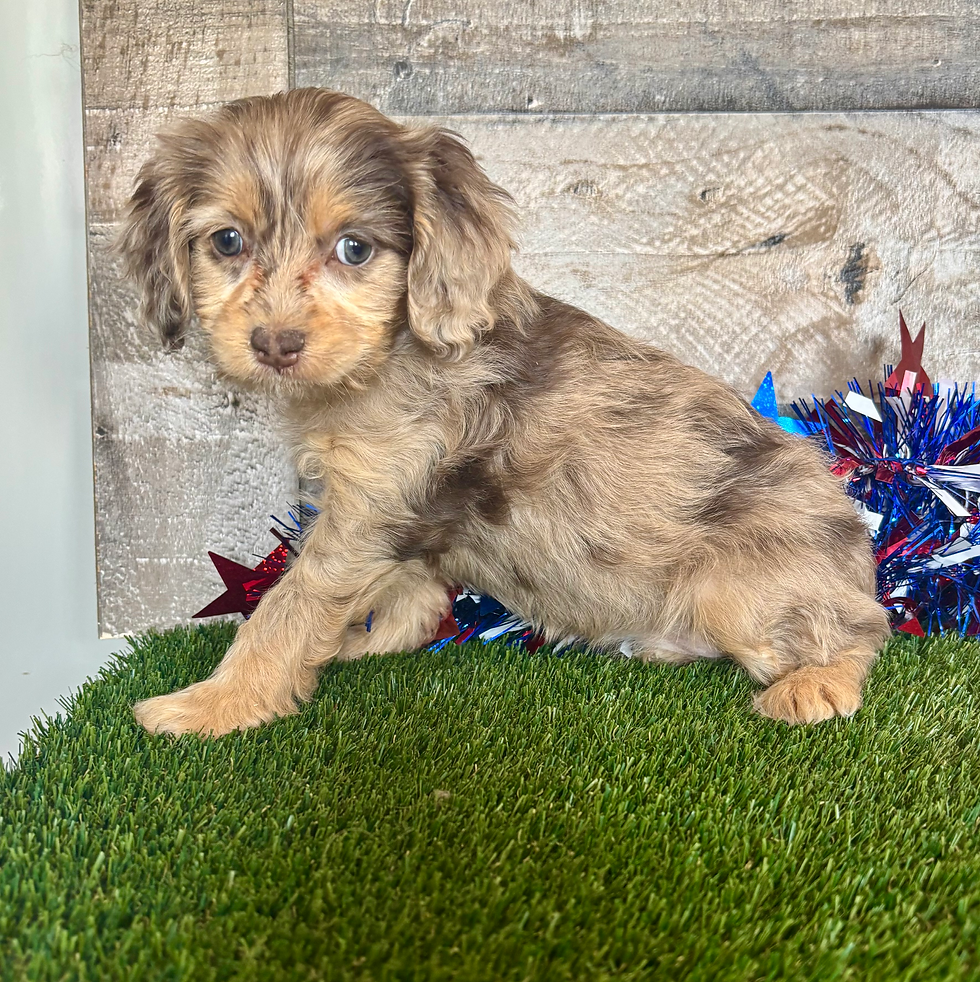 Cavapoo puppy for sale Daisy