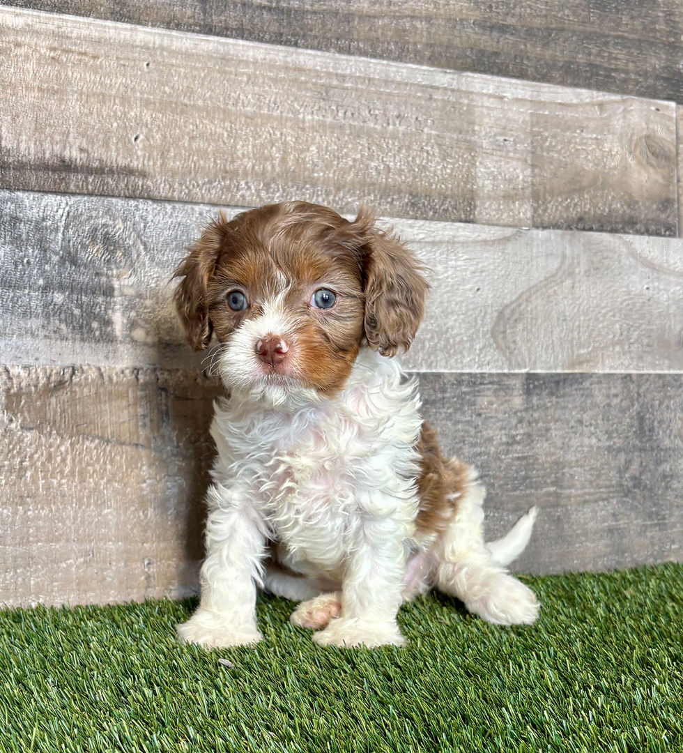 Cavapoo puppy for sale Emmerson