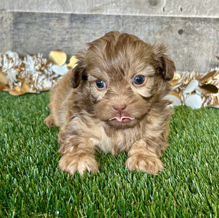 Shih-poo puppy for sale Tatum