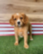 Golden Cavalier puppy for sale Geno