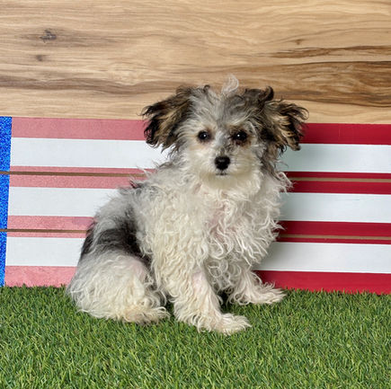 Toy Poodle puppy for sale Posie