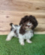 Havanese puppy for sale Farrah