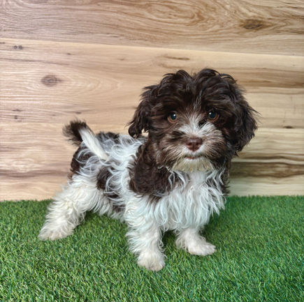 Havanese puppy for sale Farrah