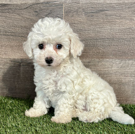 Bichon-Frise puppy for sale Anna