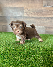 havanese puppy