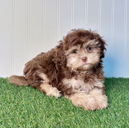 Shih-poo puppy for sale Thor