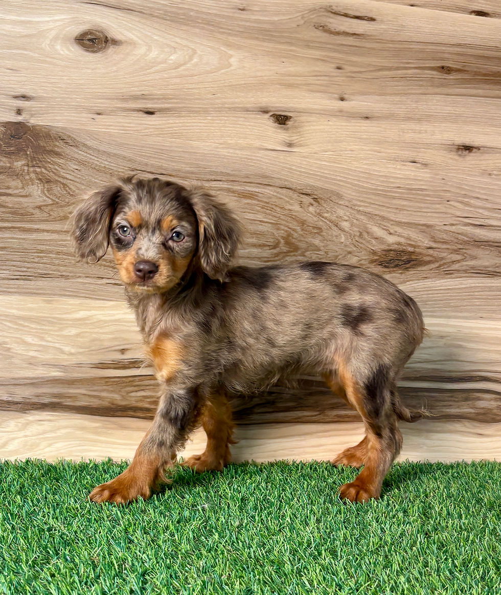 Cavapoo puppy for sale Elle