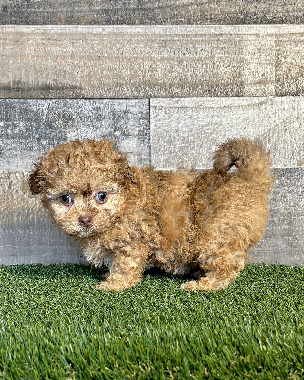 Shih-poo puppy for sale Trixie