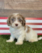 Cavapoo puppy for sale Chelsea