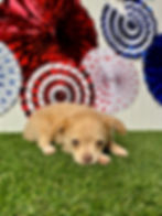Chihuahua puppy for sale Kelsie