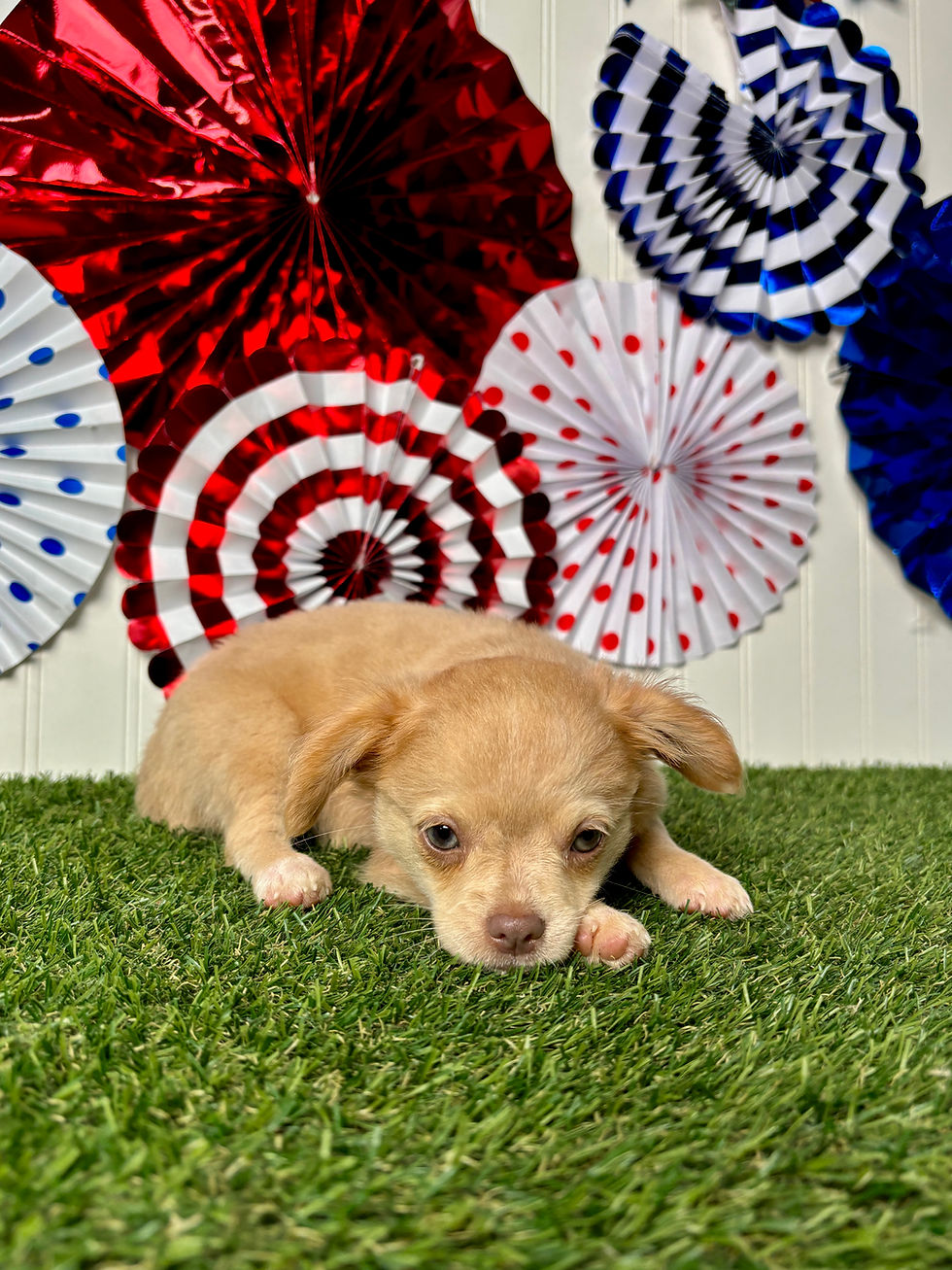 Chihuahua puppy for sale Kelsie