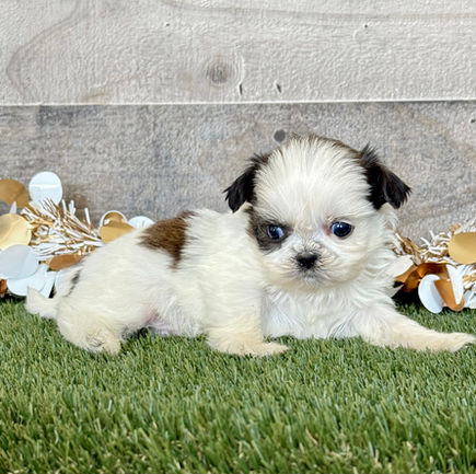 Shih-tzu puppy for sale Silas
