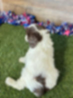 Cavapoo puppy for sale Cecilia