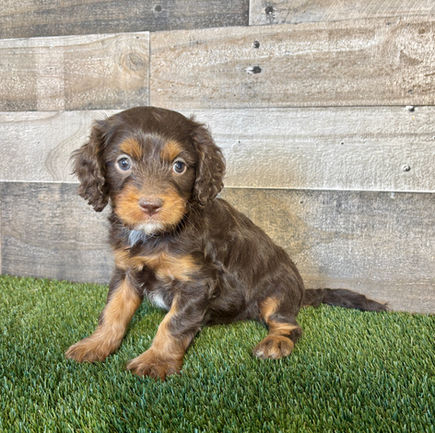 Cavapoo puppy for sale Ezra