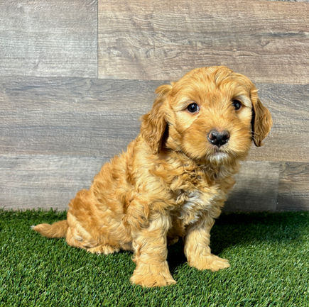 Golden Doodle puppy fro sale Grant
