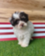 Maltipoo puppy for sale Milo