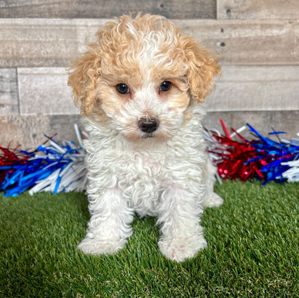 Miniature Poodle puppy for sale Piper