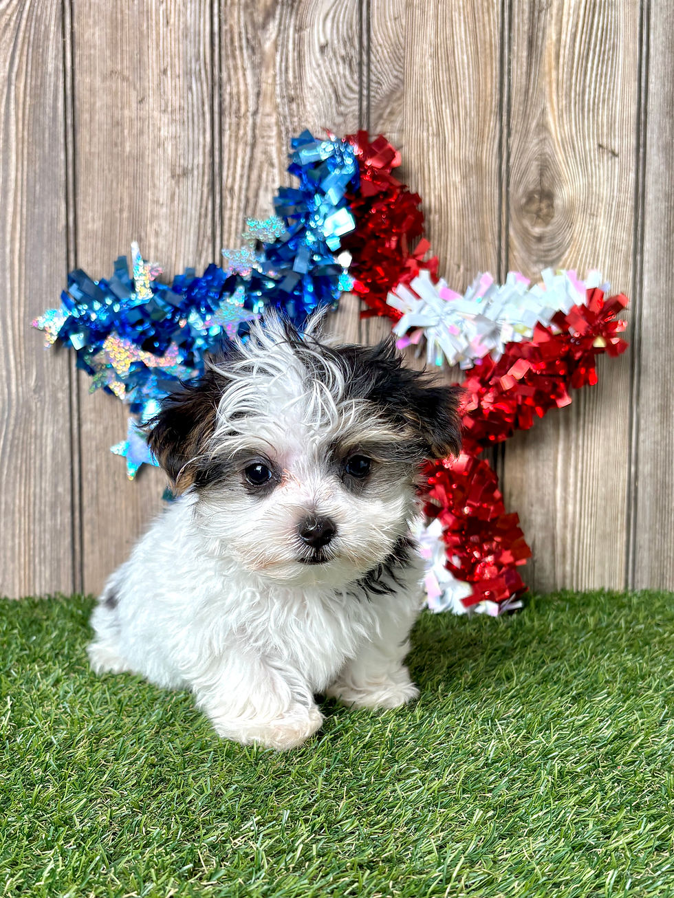 Morkie puppy for sale Nolan
