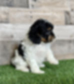 Cavapoo puppy for sale Klaire