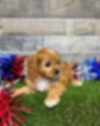 Cavapoo puppy for sale Destiny