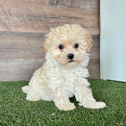 Maltipoo puppy for sale Myles