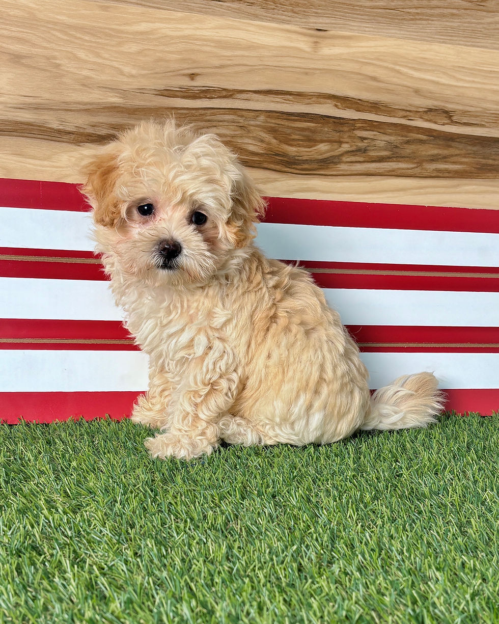 Maltipoo puppy for sale Monty