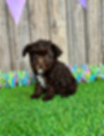 Poodle puppy for sale Jayla