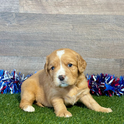 Golden Cavalier puppy for sale Geno