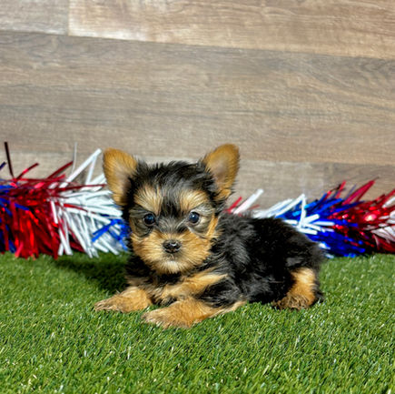 Yorkie puppy for sale Ross