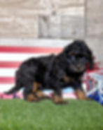 Cavapoo puppy for sale Elias