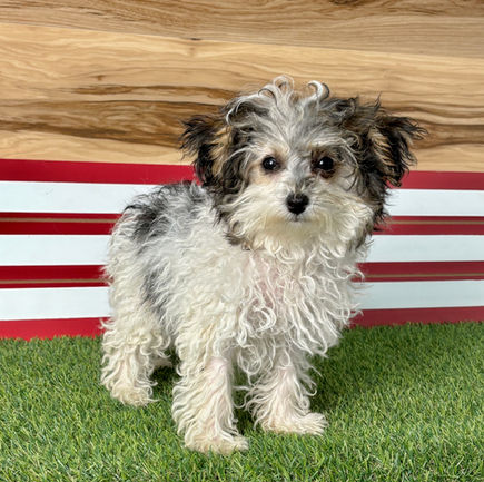 Toy Poodle puppy for sale Posie